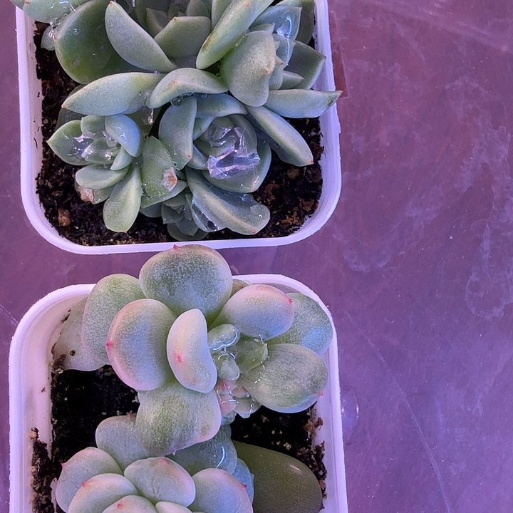 绿琉璃，无2一物一拍