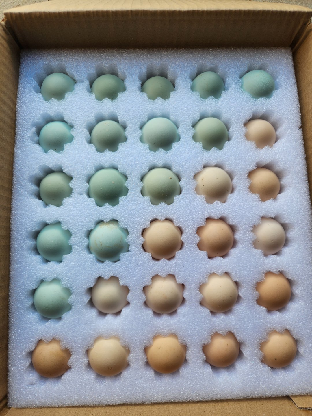 冬瓜农场高山散养土鸡蛋（可孵）混合