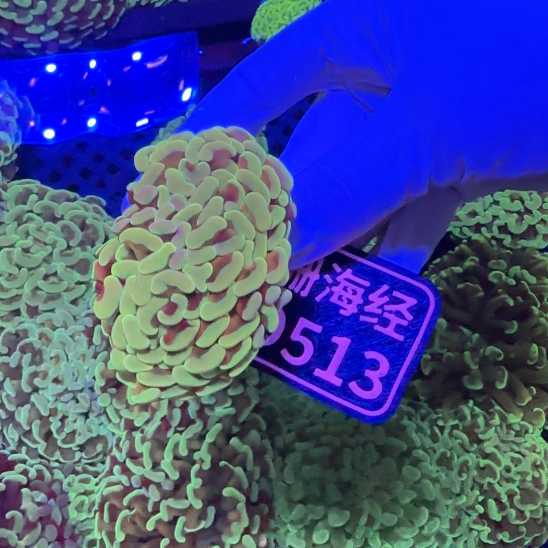 手***0纽扣珊瑚又又不包邮山脉榔头D513