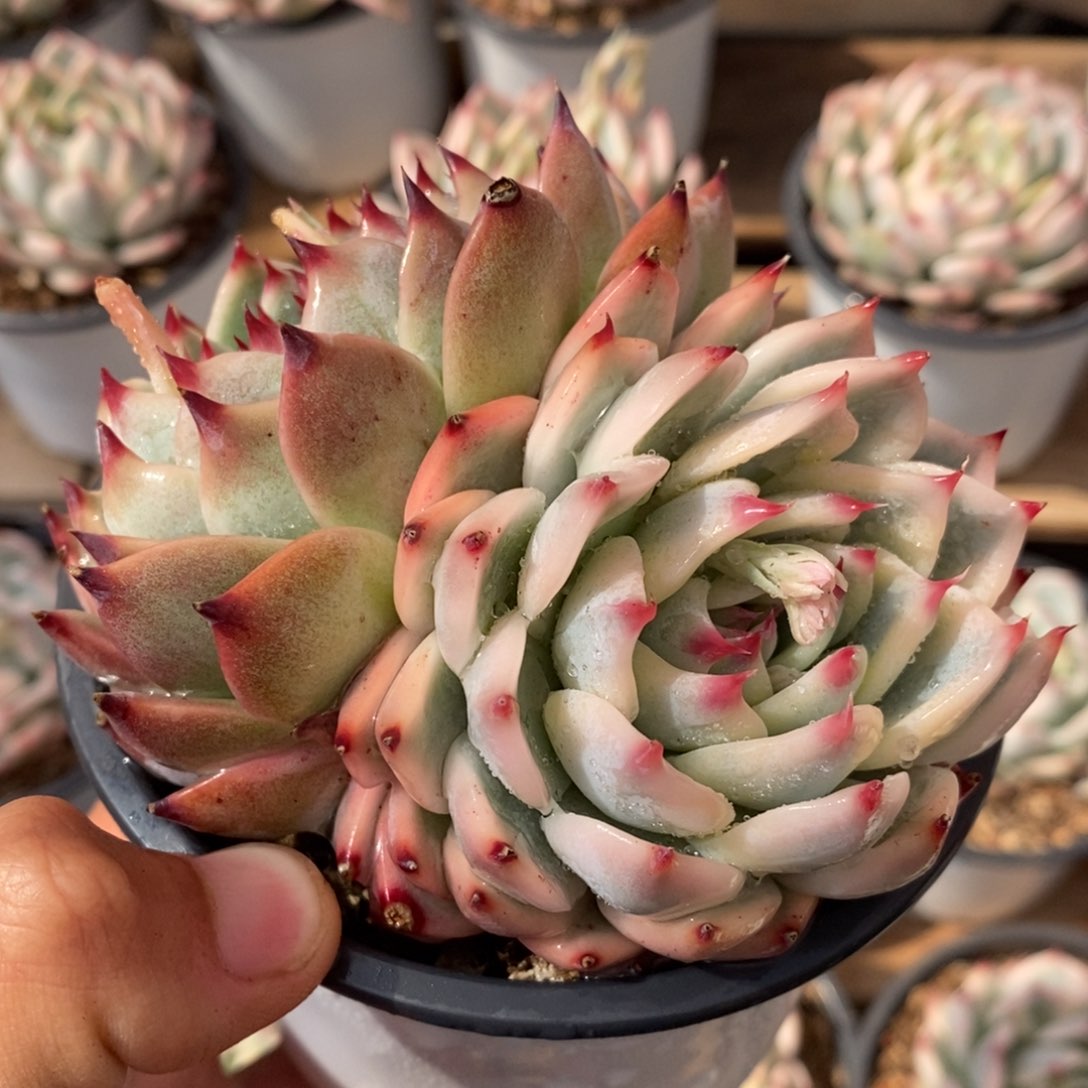 吉娃娃锦多肉植物28号