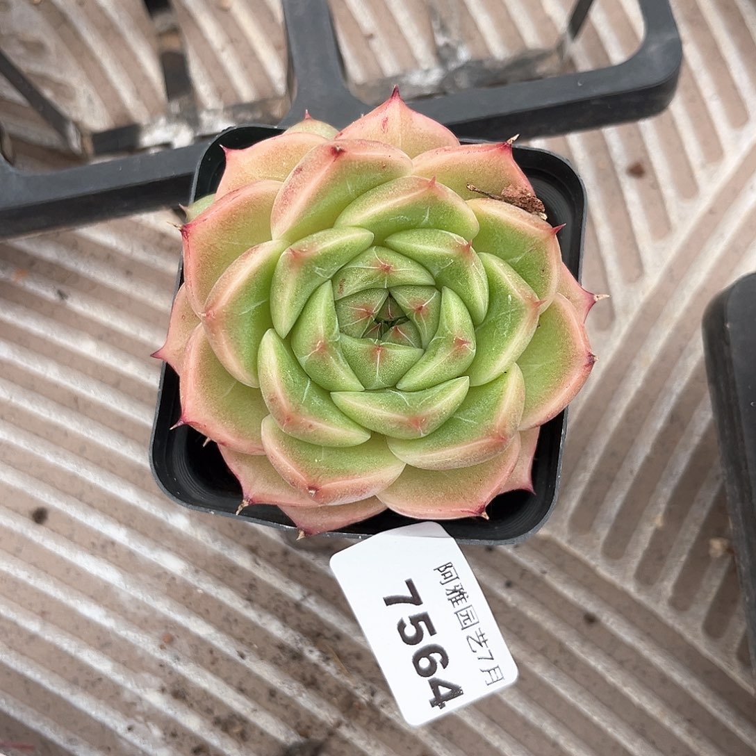 阿雅园艺。     7564