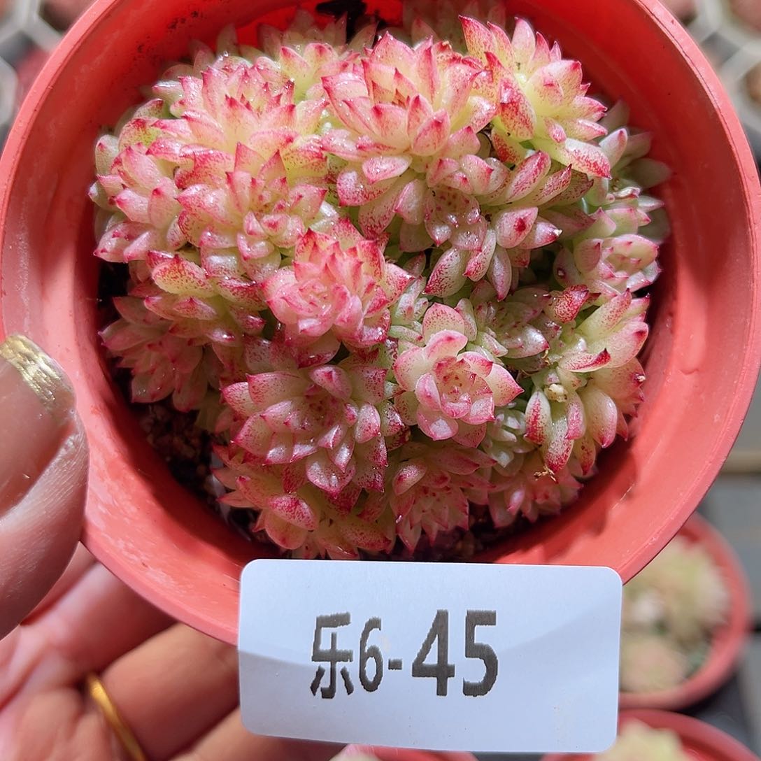 乐6-45 麦秆群不包整