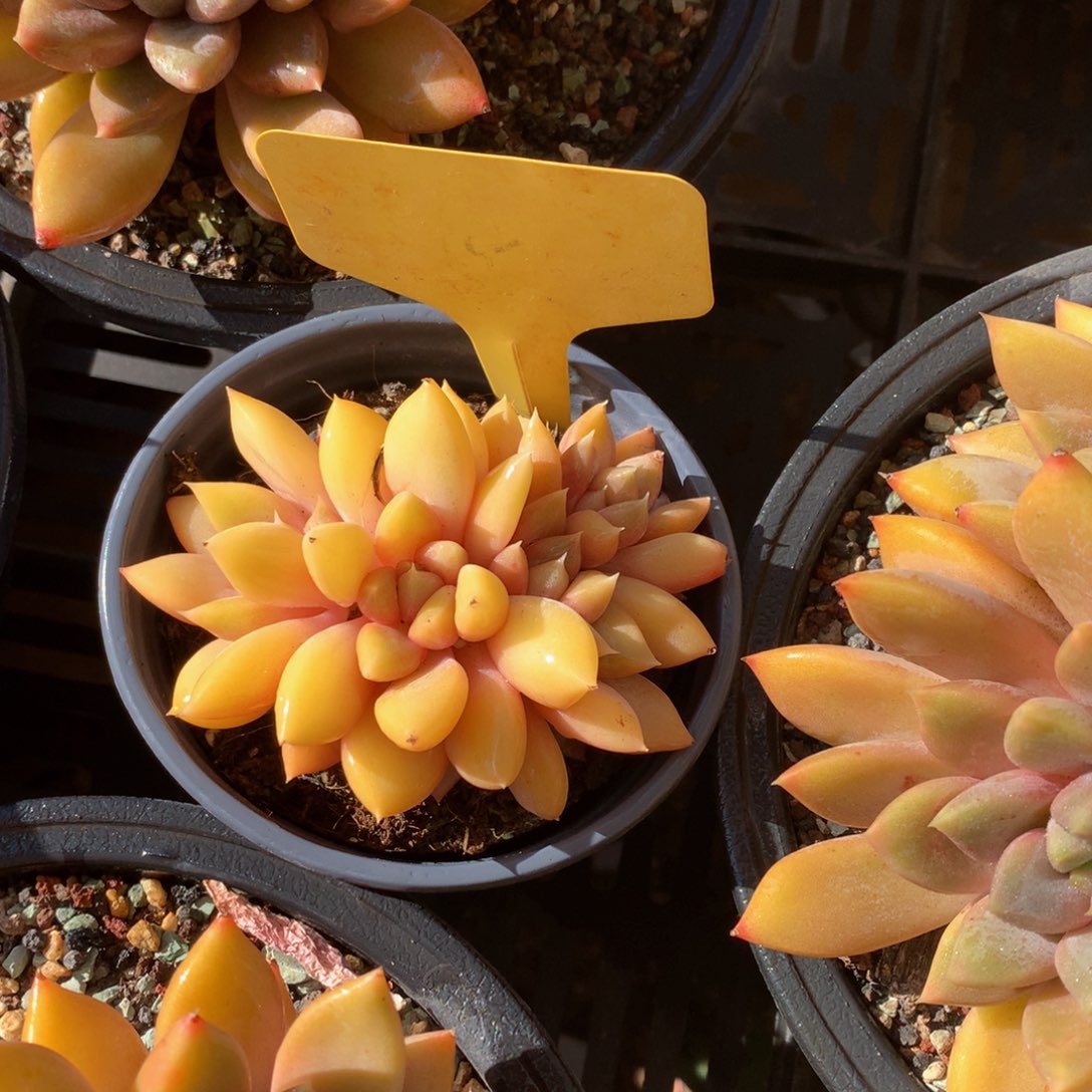 晚***秋红象牙7262626262626272