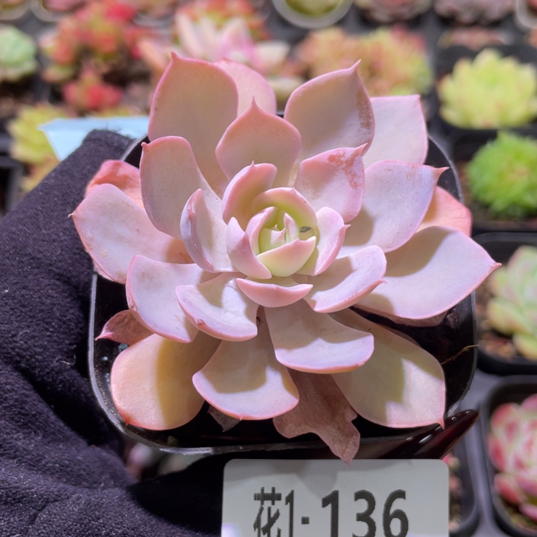 花利美1-136蓝石莲