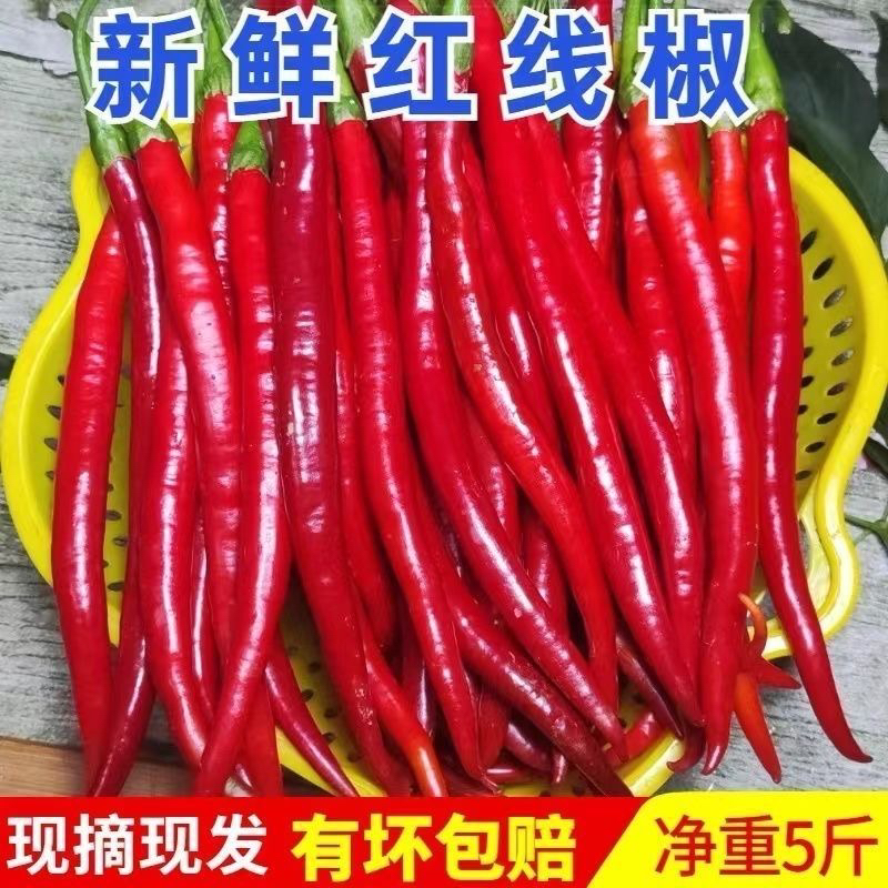 新鲜红二荆条红线椒农家自种红辣椒可做剁椒辣椒酱