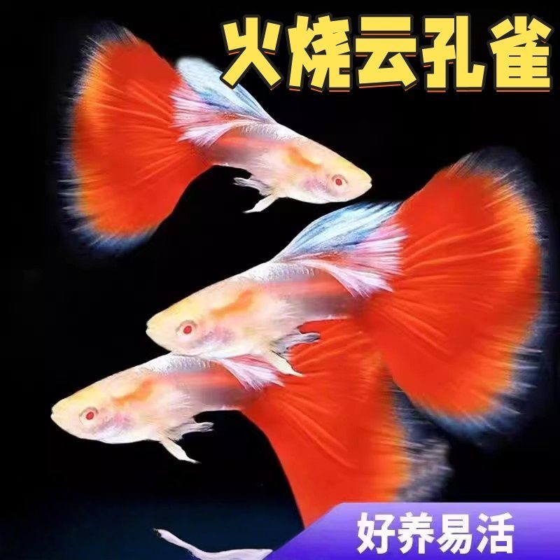 火烧云孔雀鱼纯种小型热带观赏鱼胎生鱼好养耐活
