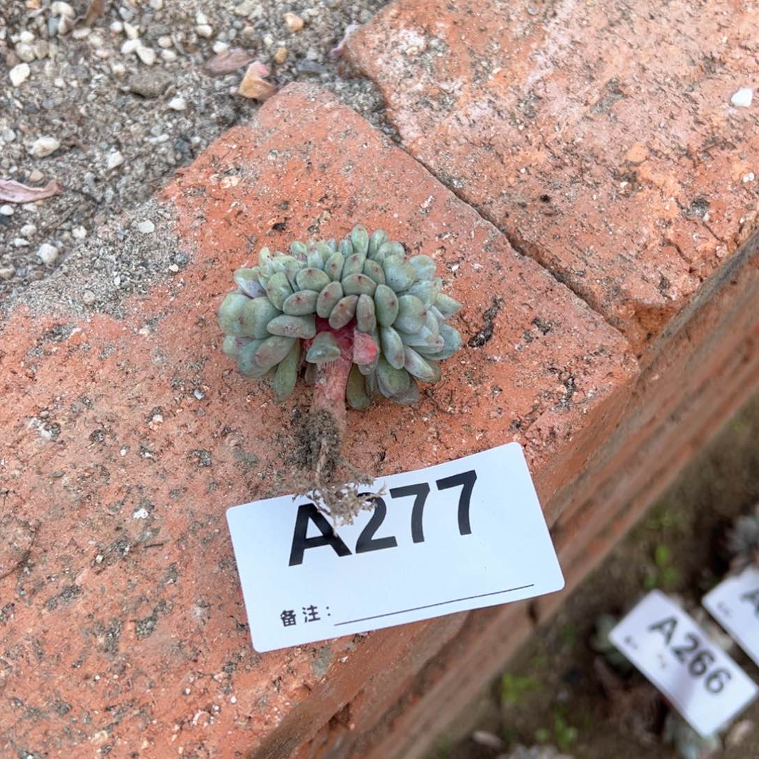 大**1277多肉多肉多肉多肉