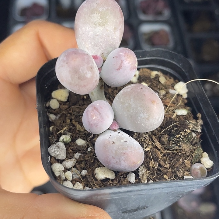 一物一拍满18包邮