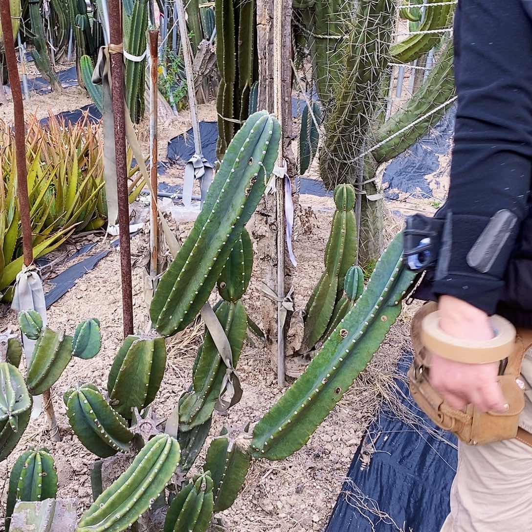 量天尺侧枝40厘米左右无根