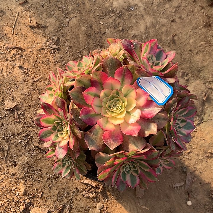 多肉植物倾城19号