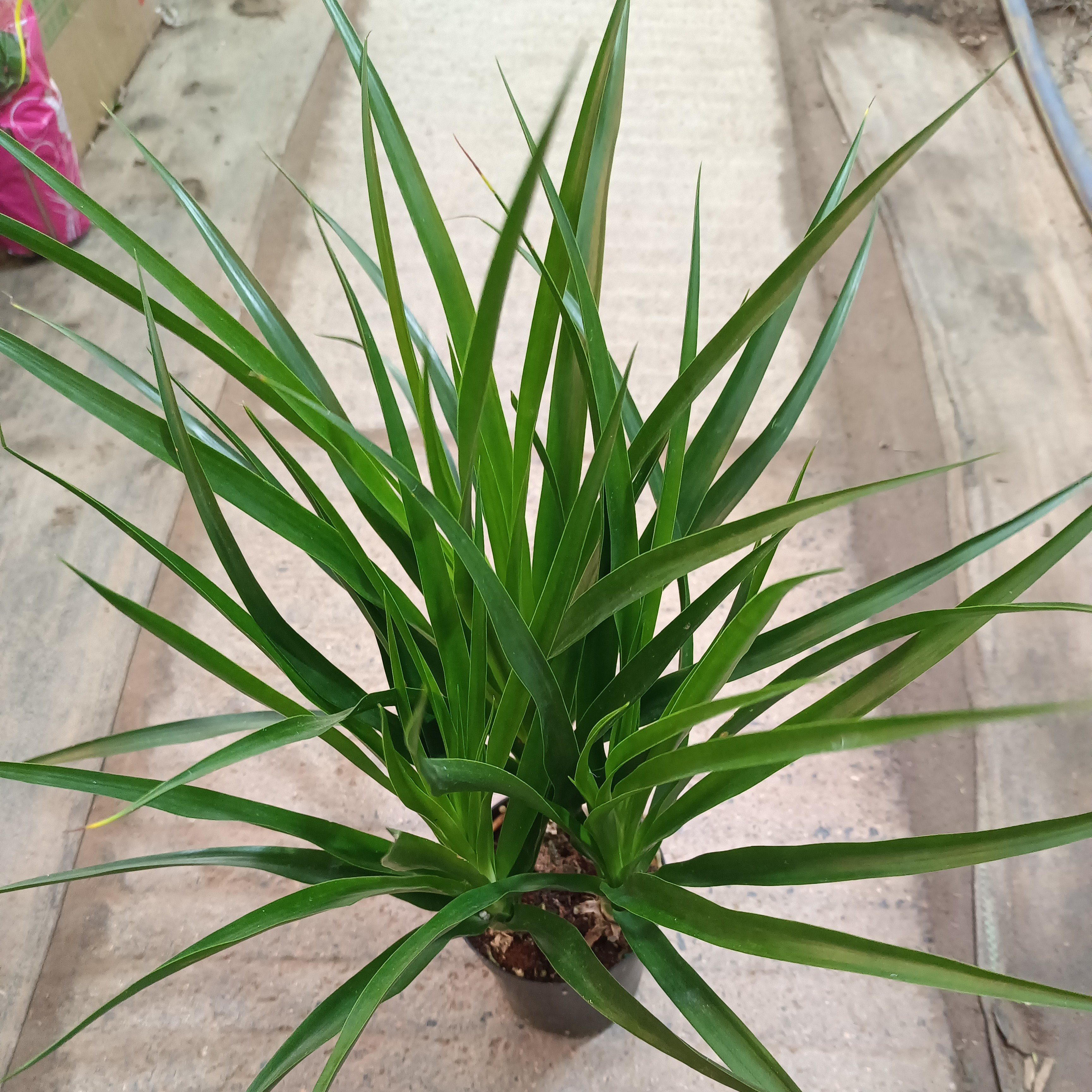 黑珍珠龙须树盆栽