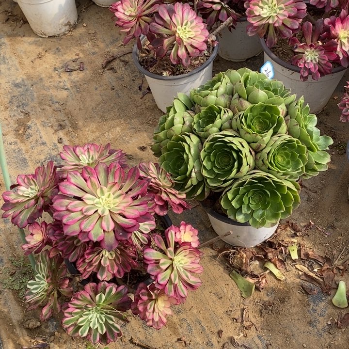 210红铜白，万拉丝多肉法师