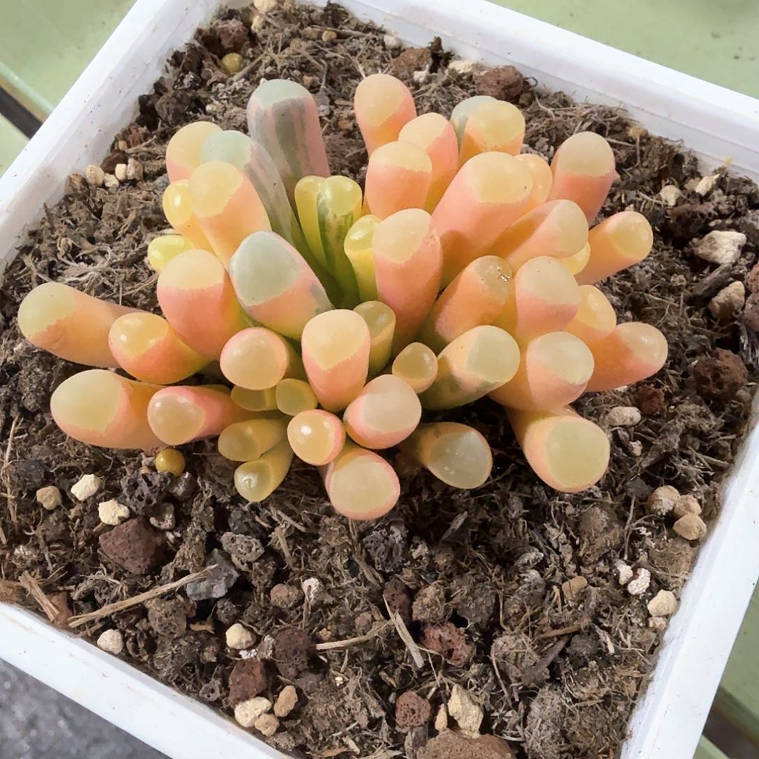 五十铃玉 锦上园艺一物一拍