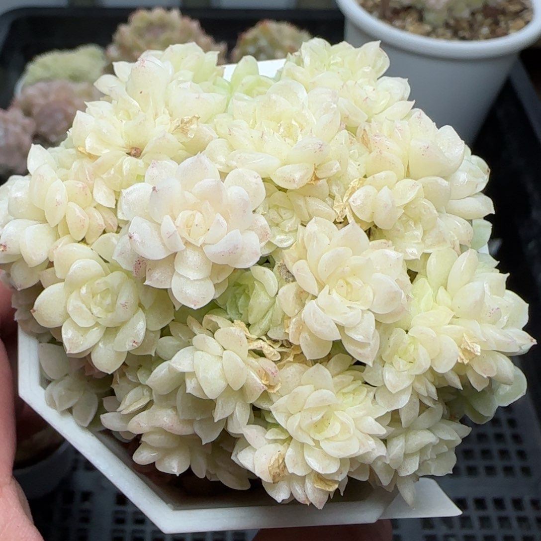 0212-184优选麦秆