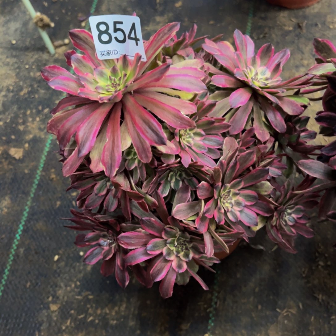854粉黛多肉植物