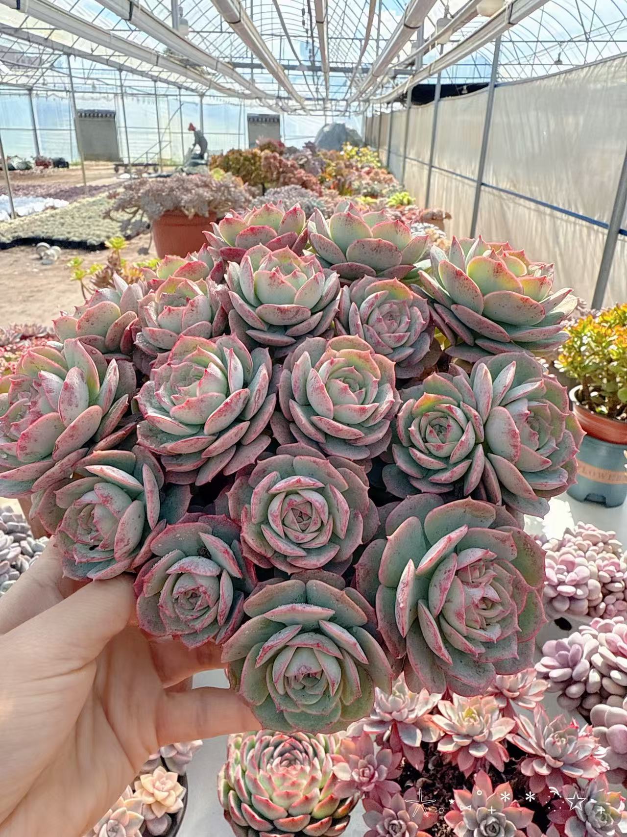 【大盆克罗蒂亚】带盆发货阳台好养盆栽多肉植物露养多肉多肉盆栽