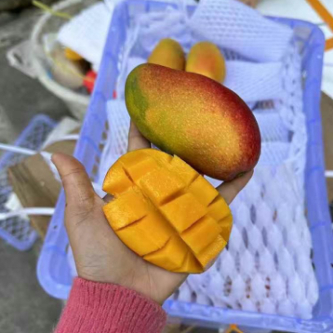 海南树熟贵妃芒一公斤