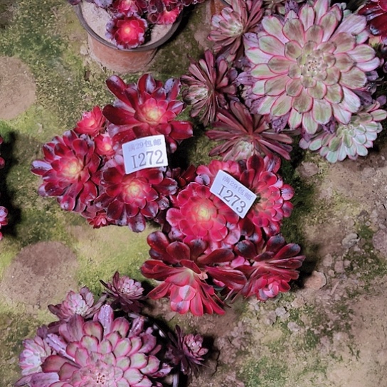 272  273美杜莎多肉植物