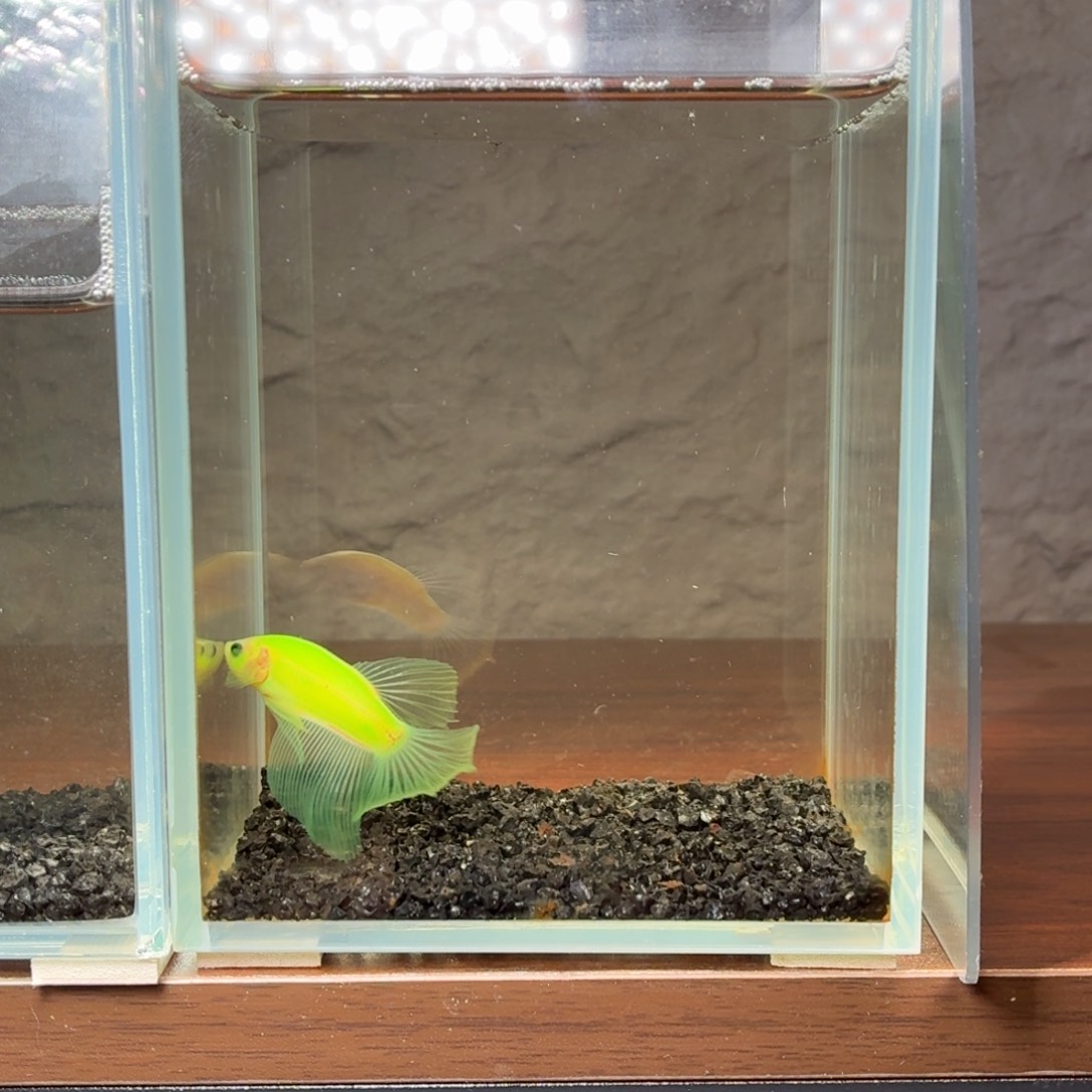 斗鱼荧光半月公鱼