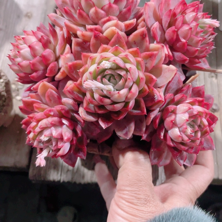 魔***儿多肉植物多肉植物