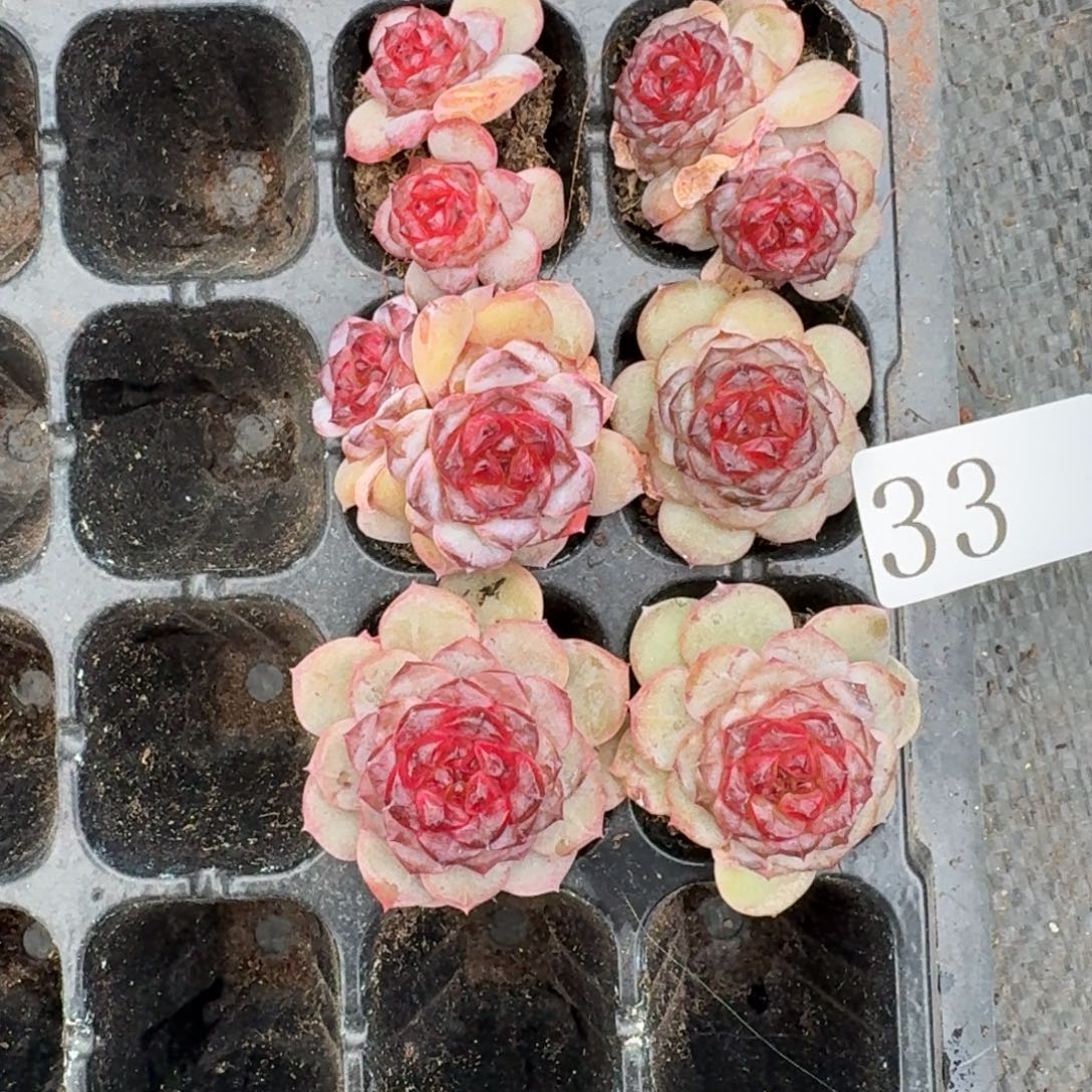 এ***এ多肉植物多肉植物33