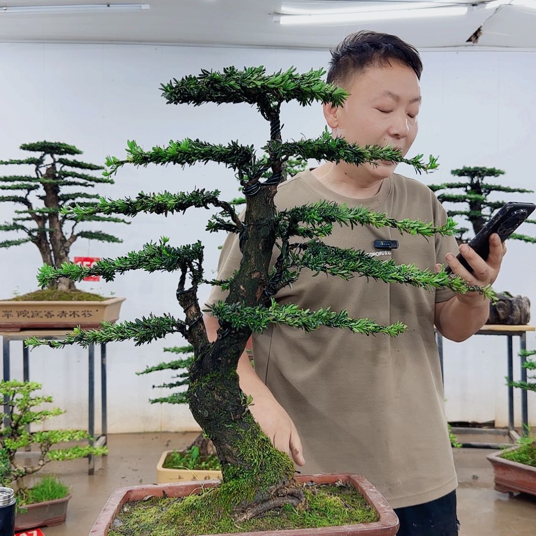 无花朵逍*客盆景制作过程非常