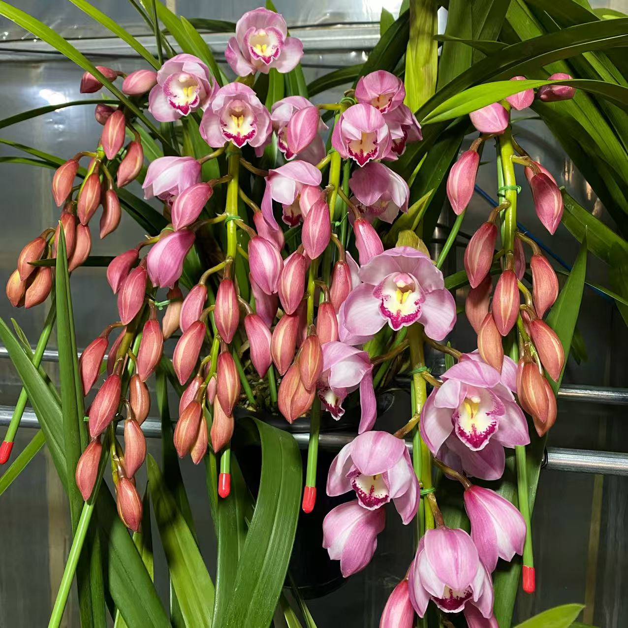 [爱恋拱兰]粉花大花蕙兰年宵花好养活盆栽绿植基地直发