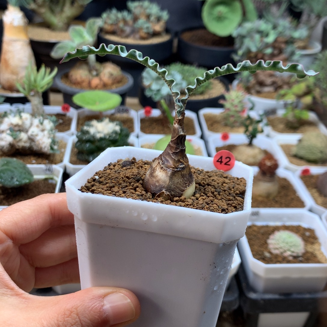 波叶血莲多肉母本带盆42