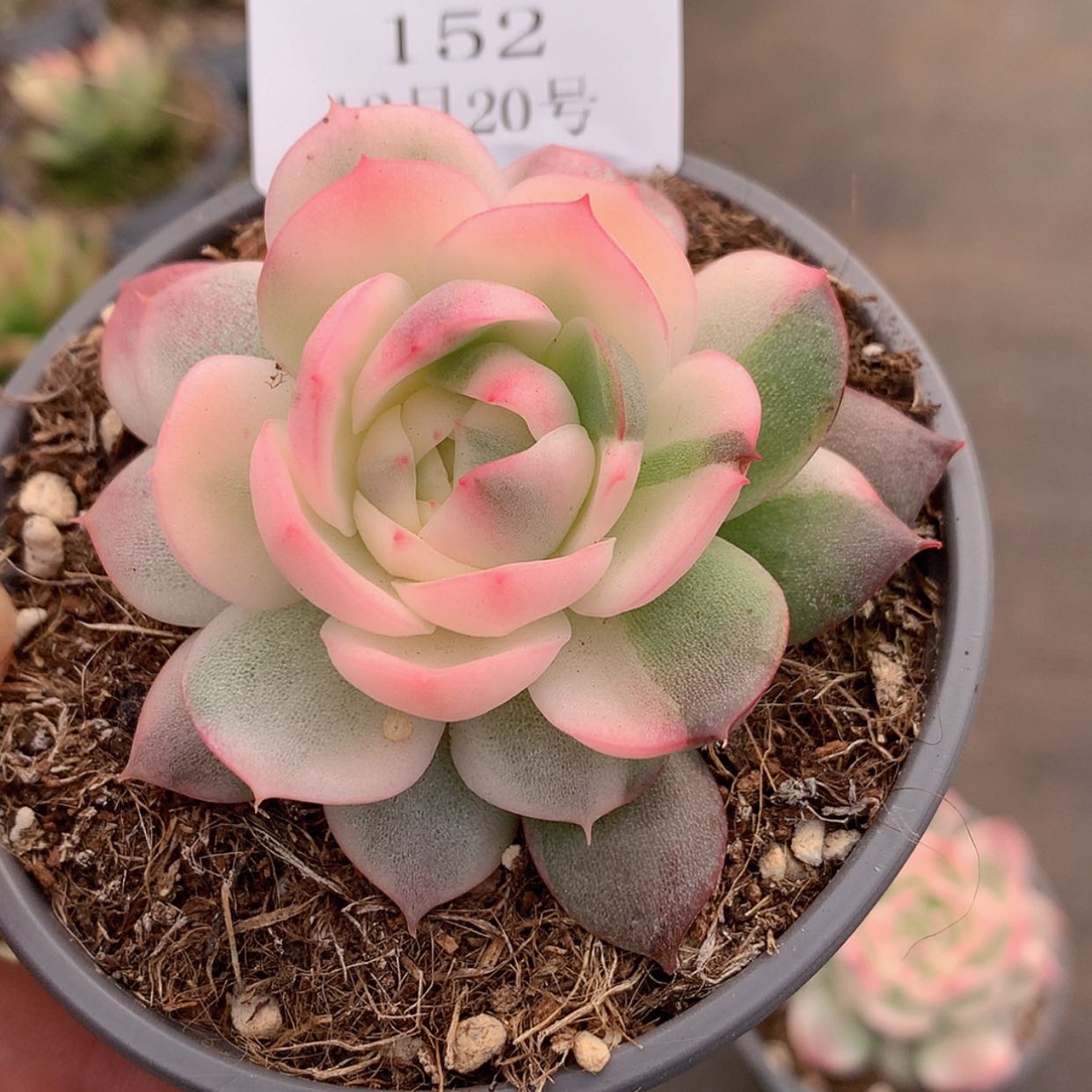 【闪购商品】云152号雪山玉颜锦