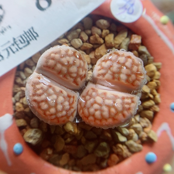 生石花花花花花花867