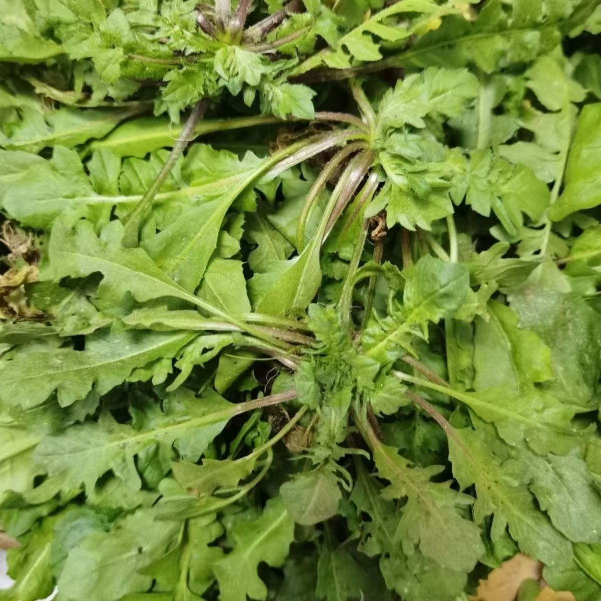 湖北农家菜  地米菜2斤