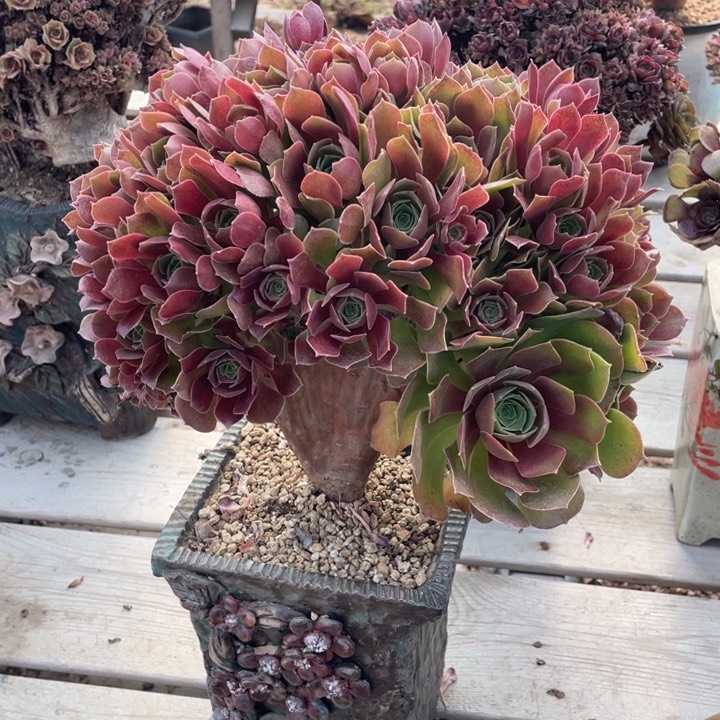 多肉都会让宝宝长到宝宝脸