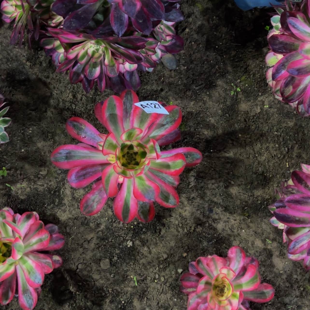 【闪购商品】12700