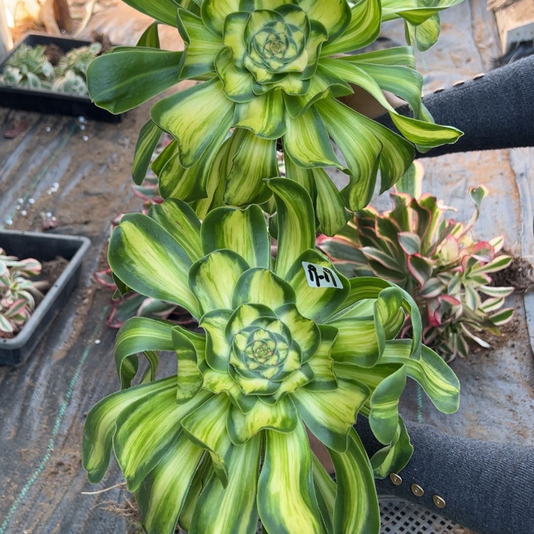 19暴君拉丝大号38量