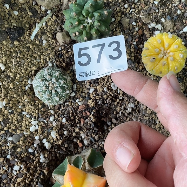 仙人球无花朵573号