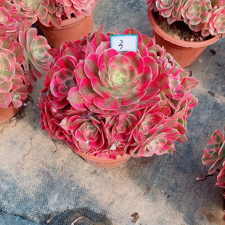 3老庄多肉法师女巫