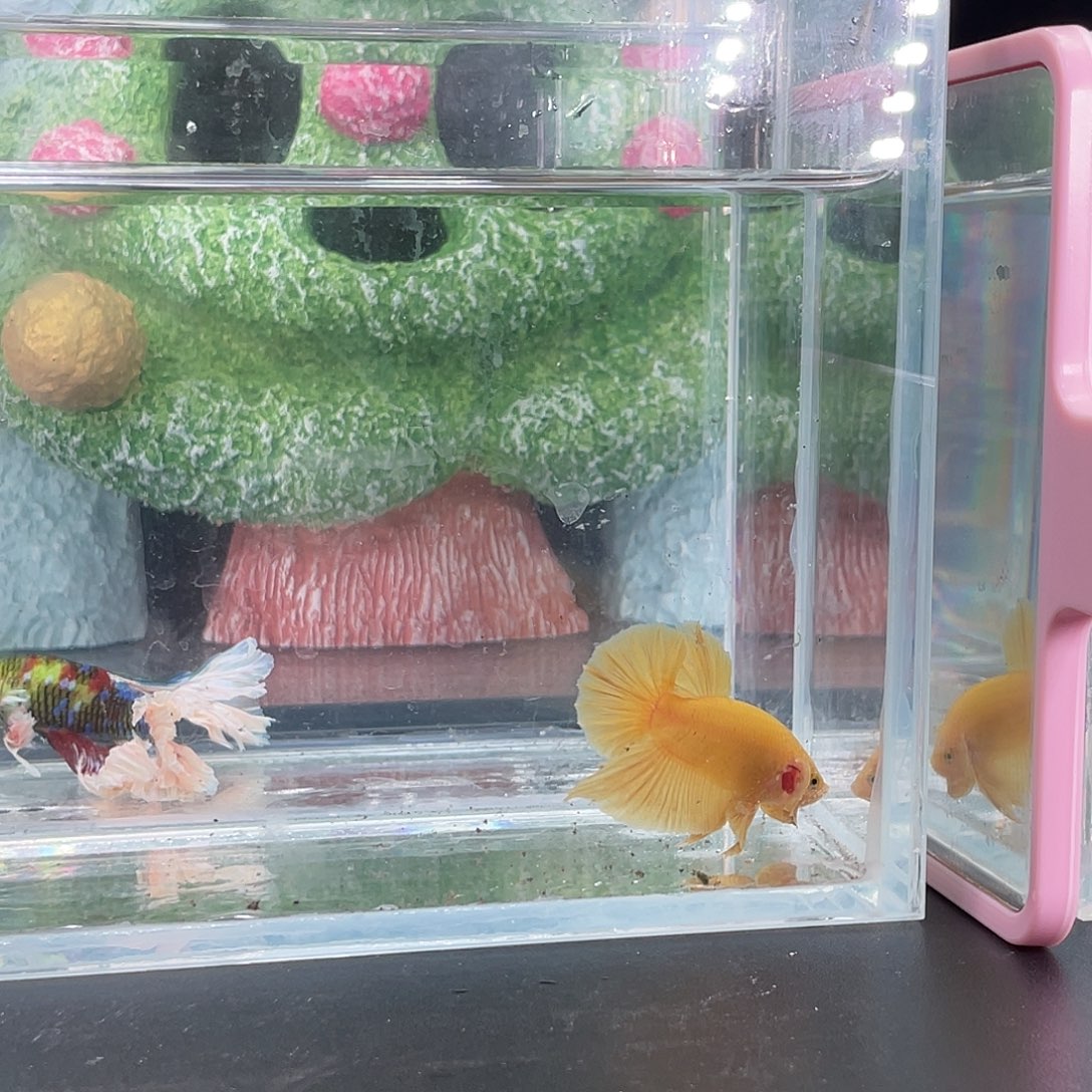 斗鱼21号1225早超黄