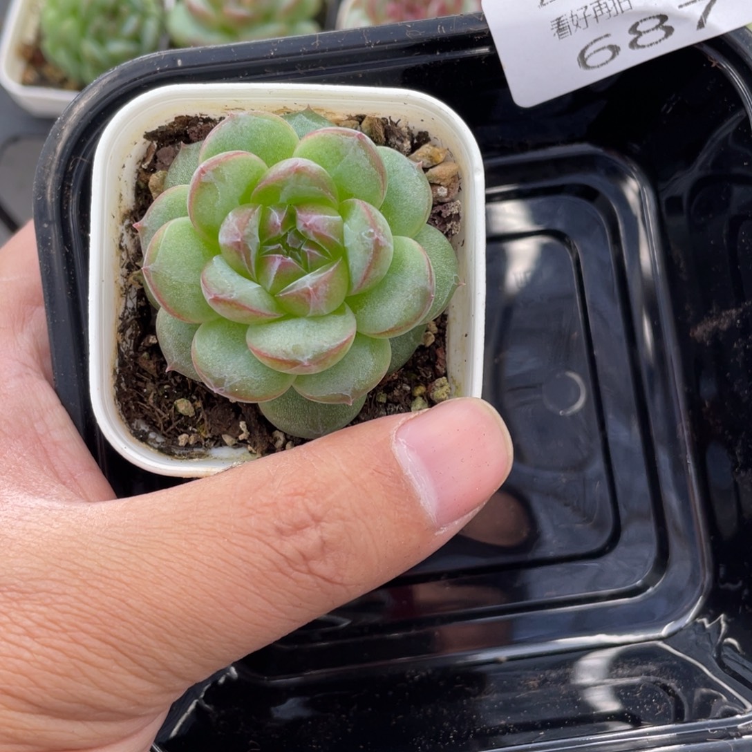 云糖心多肉植物687