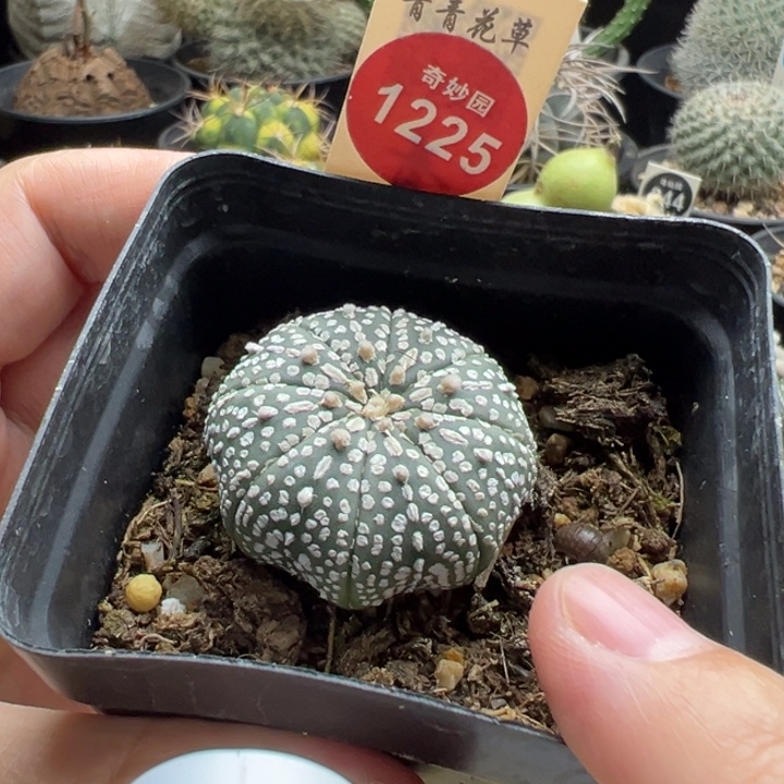 实生奇迹兜3.5cm一棵仙人球