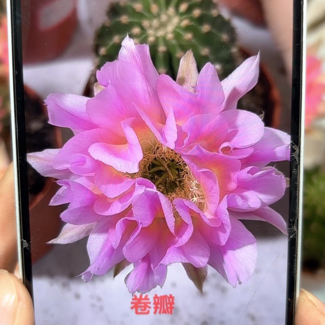 彩草粉黄卷辦6.5公分左右