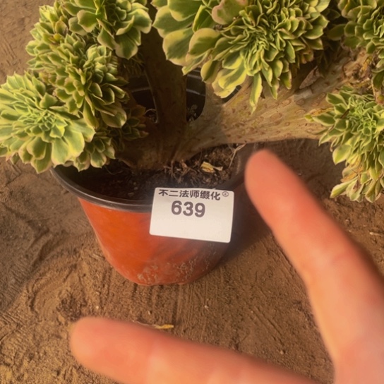 639，迈巴赫缀包邮