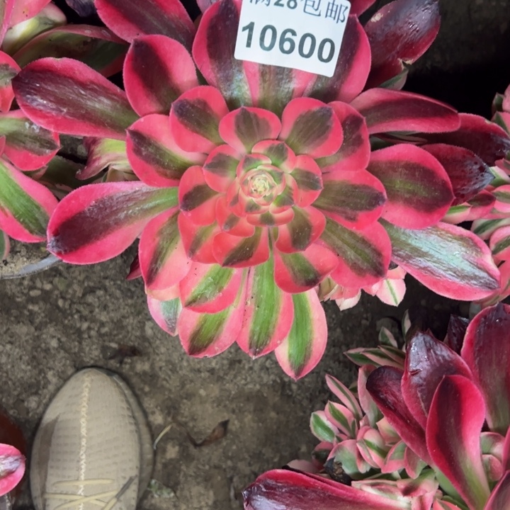 10600南香妃多肉植物