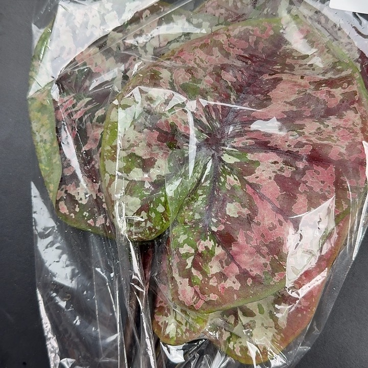 完全开放蛤蟆母本Q47