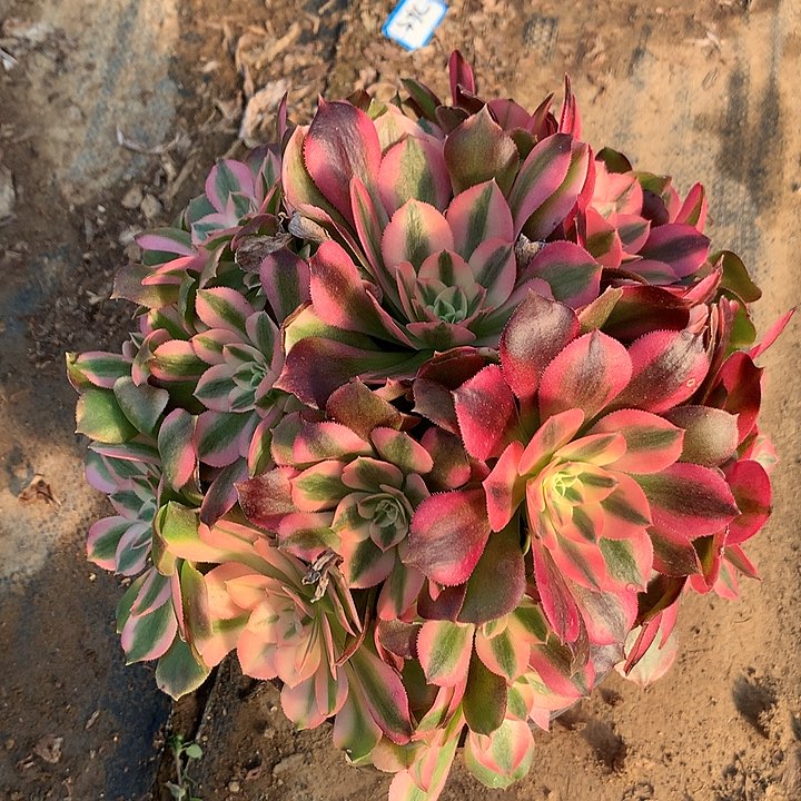 多肉植物香妃有砍8