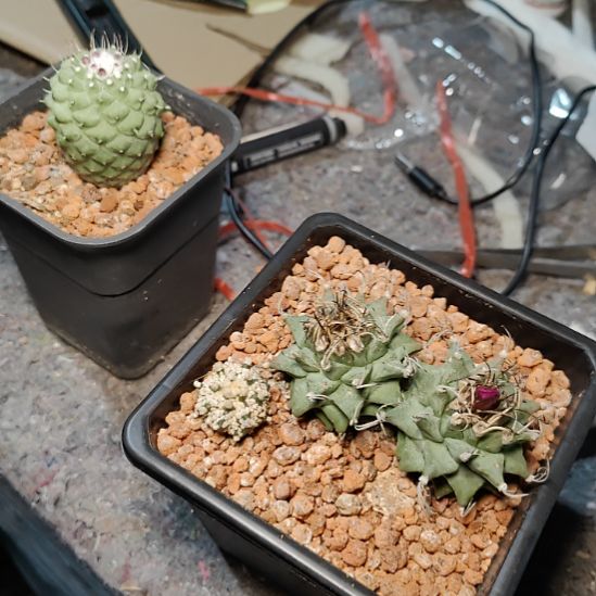 佑***潇菊水和双头赤花矫丽玉带盆发货