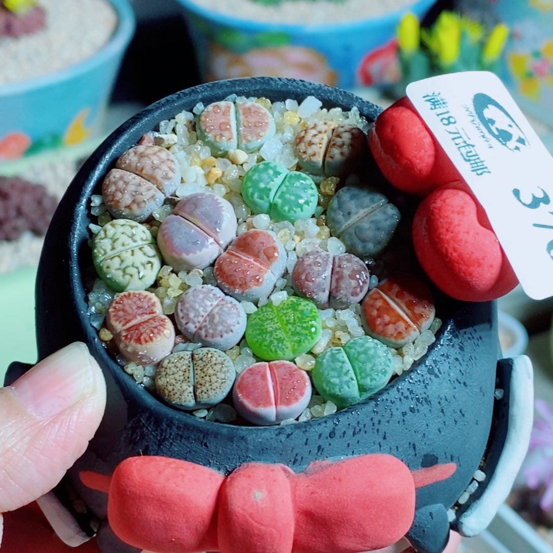 生石花花花花开了376