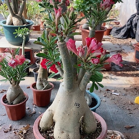 【闪购商品】无花朵蓝**海
