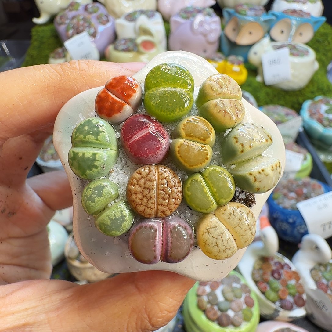 多肉植物福利冲810