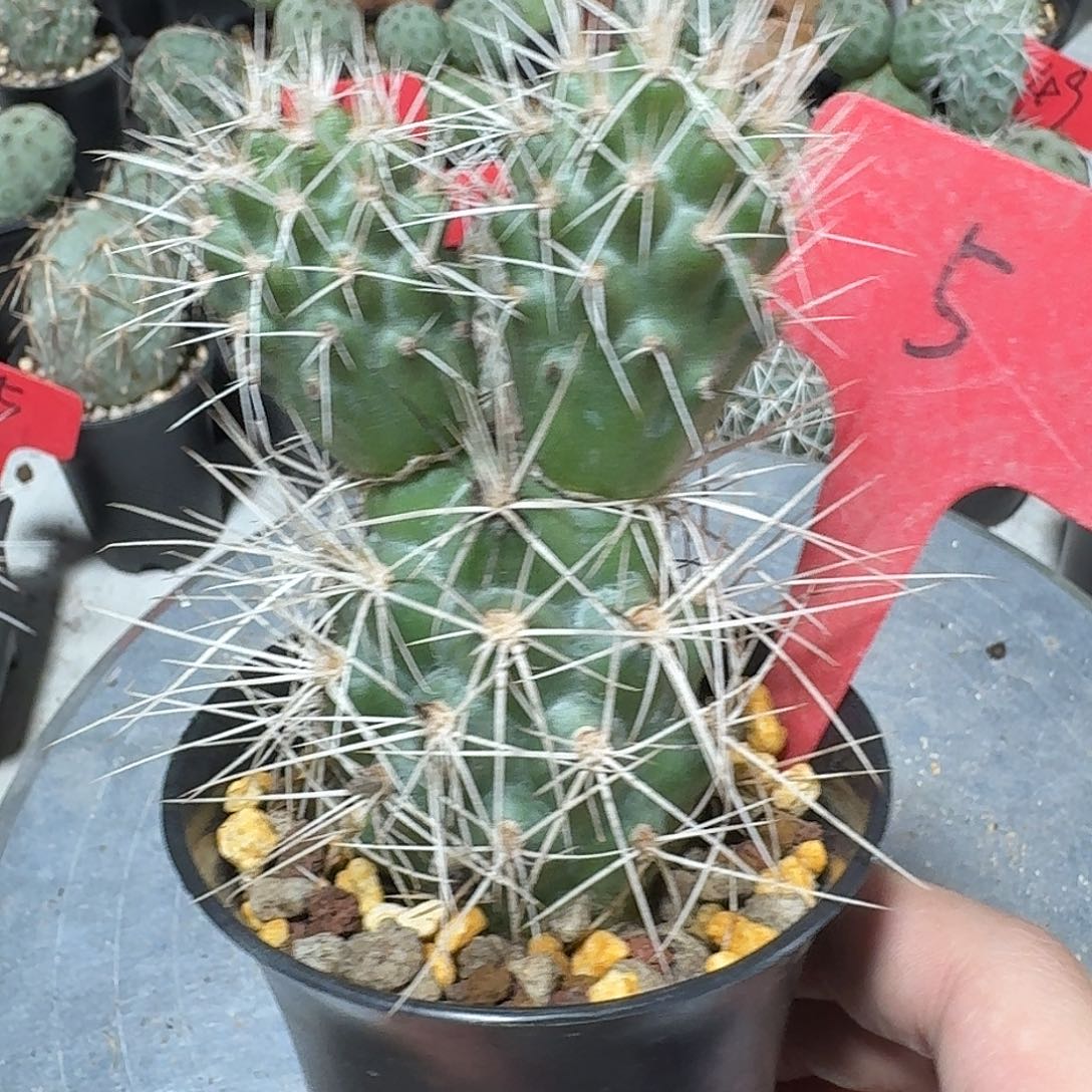 5号白软刺明暗城冠幅4.3公分