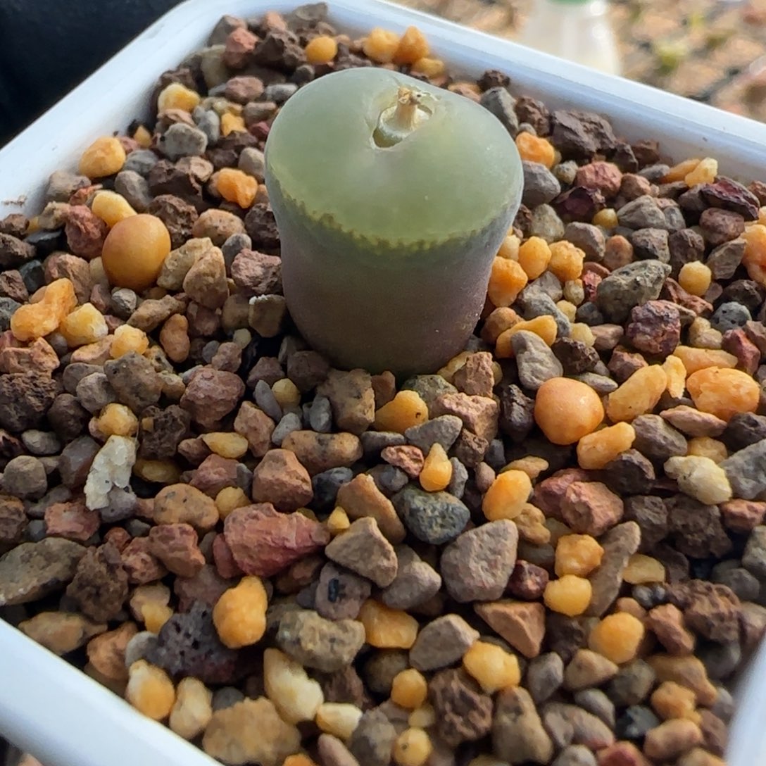 多肉植物纽扣粉女117号